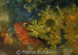 red scorpaena porcus// 1/125s, f/4,5, Oly C5060WZ, macro ... by Melita Bubek 